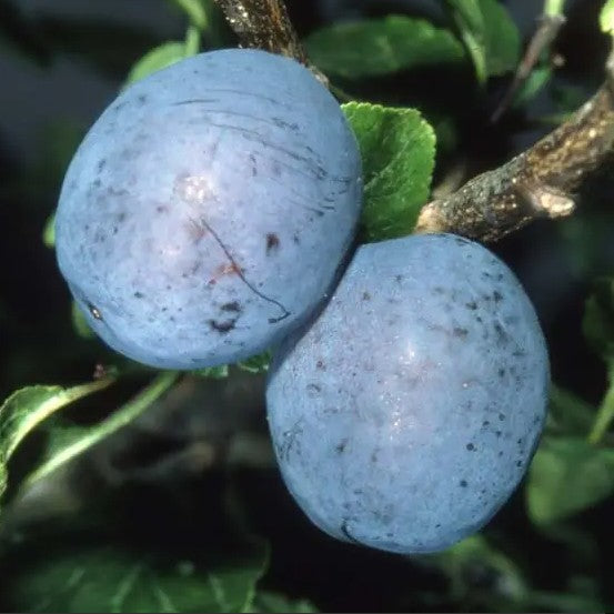 Plum (Prunus) Herman 12L