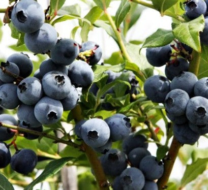 Blueberry 'Hortblue Petite' 2Ltr