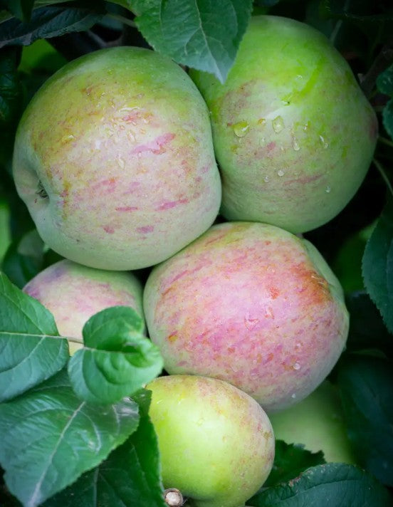 Apple (Malus) Howgate Wonder M26