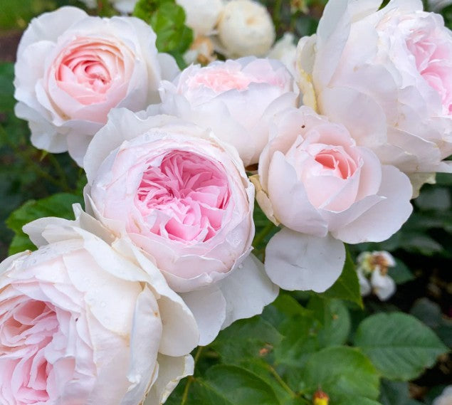Rosa 'Hrezogin Christina'