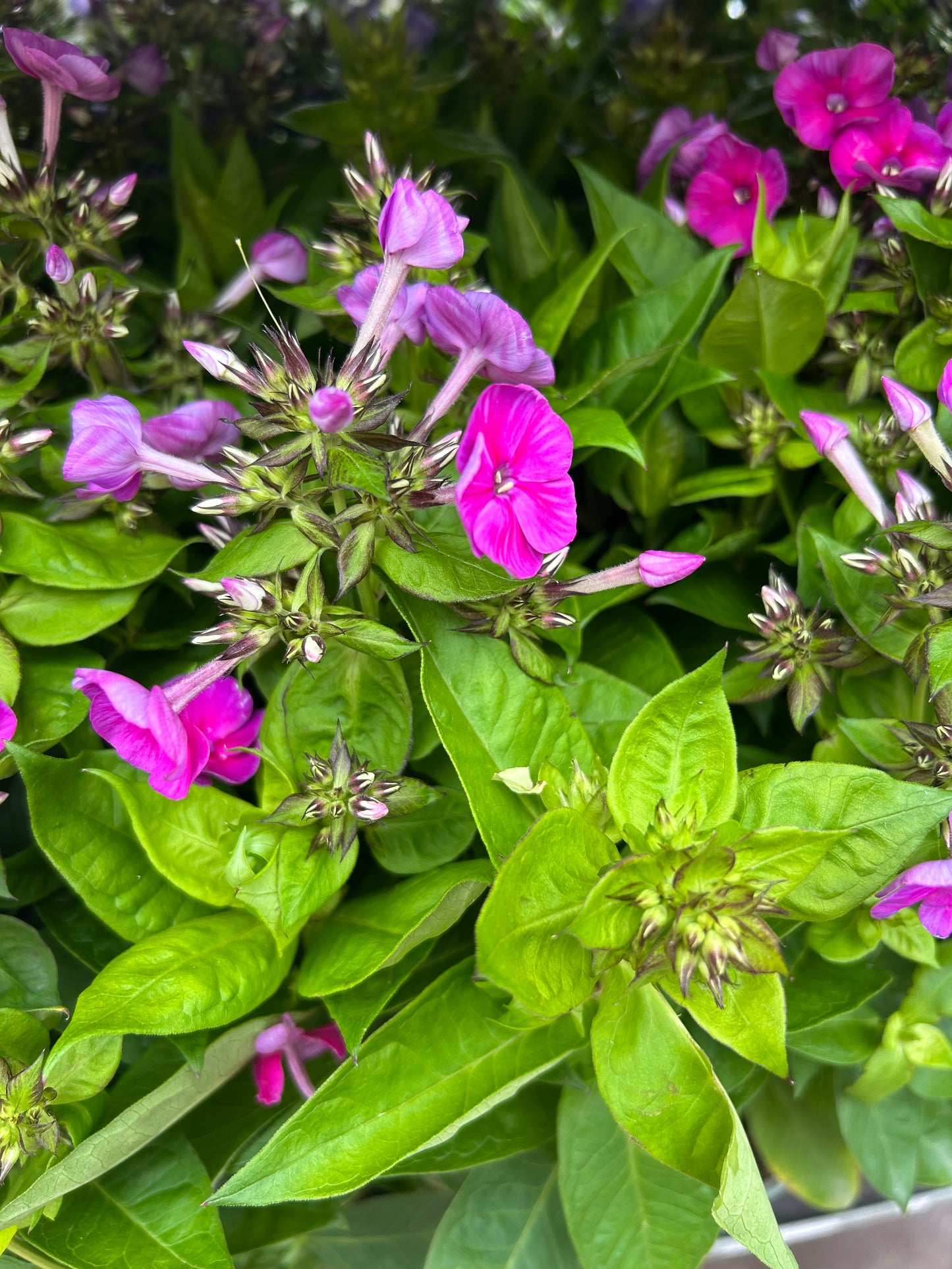 Phlox paniculata 2ltr carmine flower