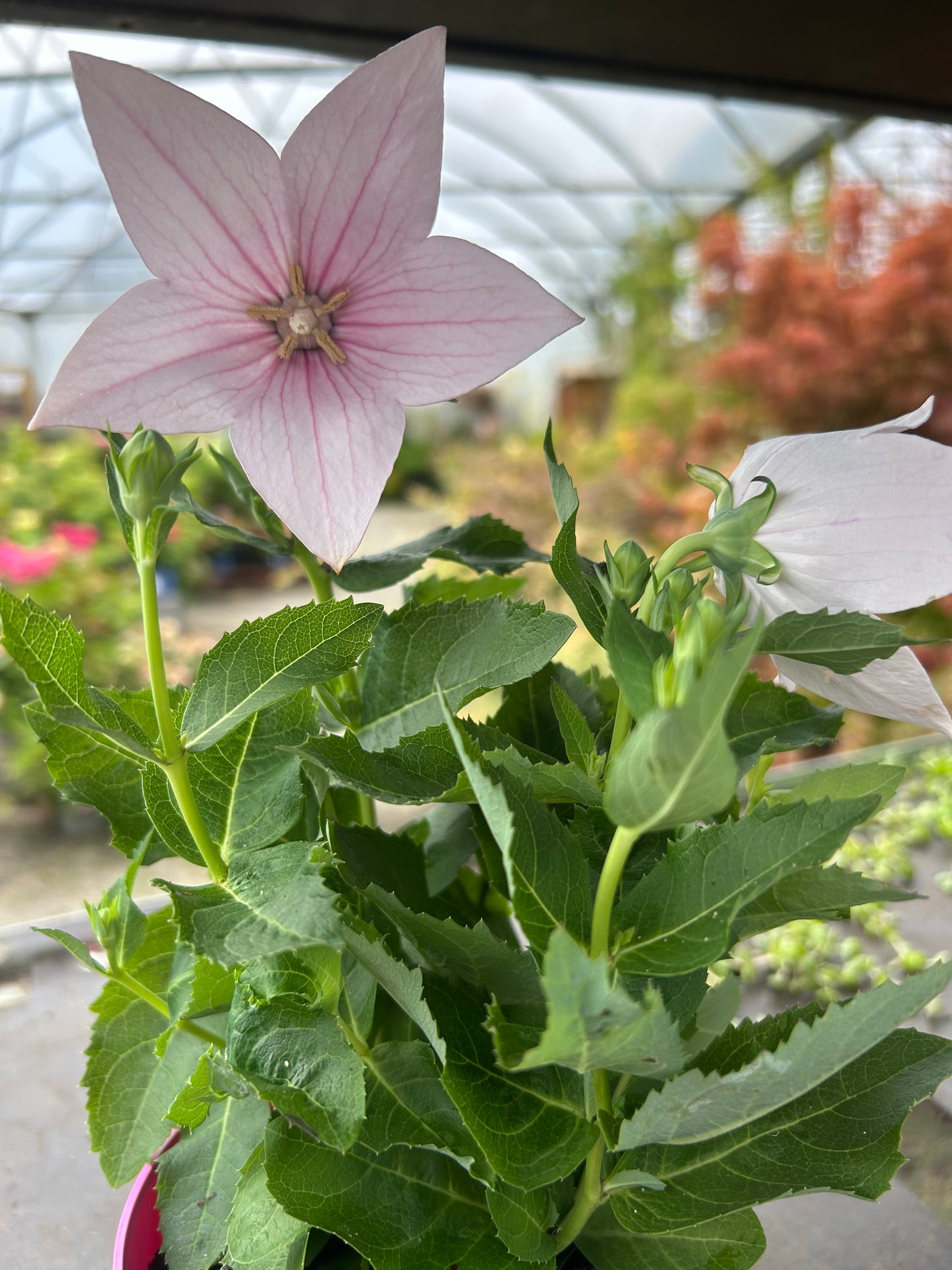 Platycodon 'Pink' 12cm