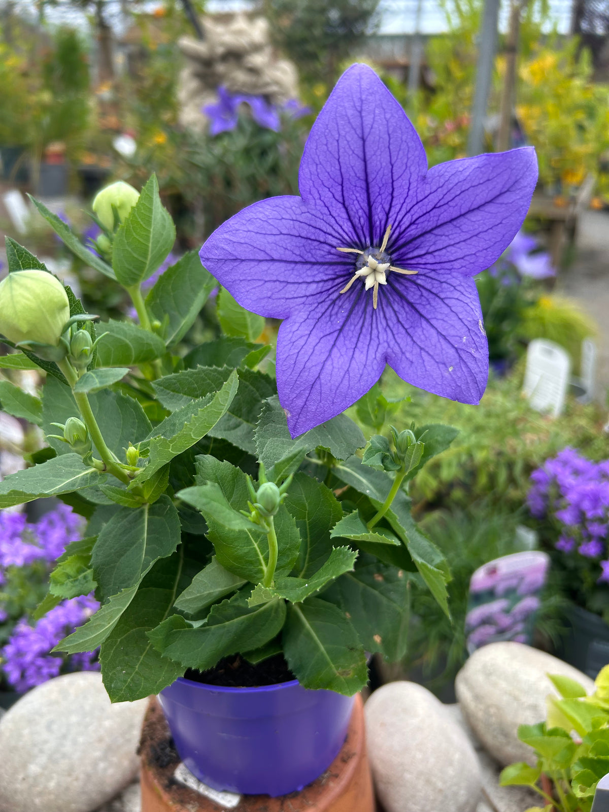 Platycodon 'Blue' 12cm