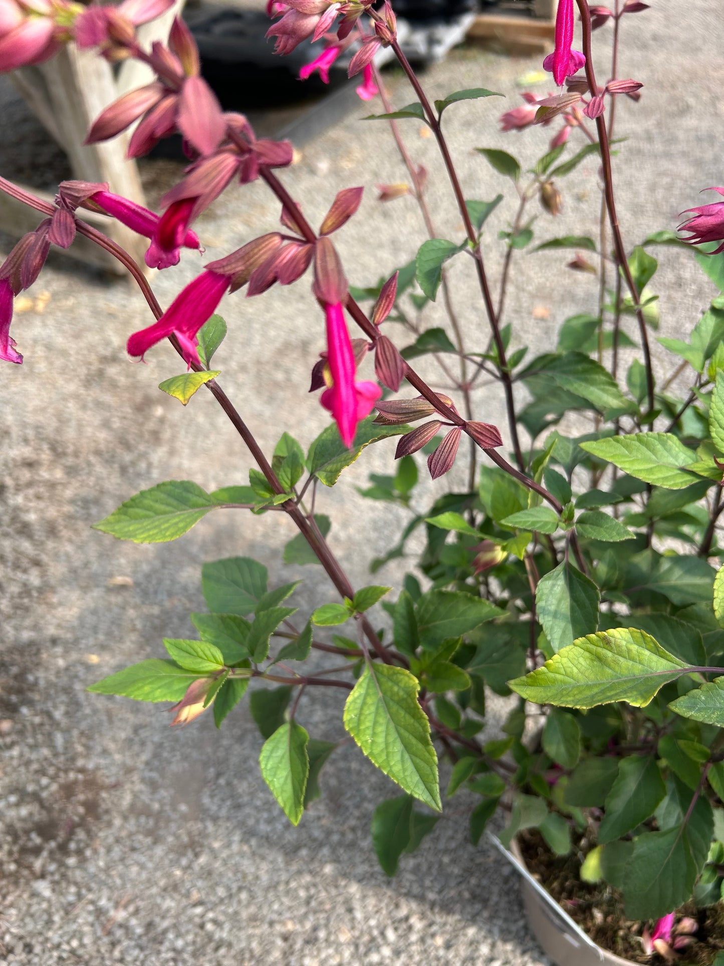 Salvia 'Wendy's Wishes' 3ltr pot