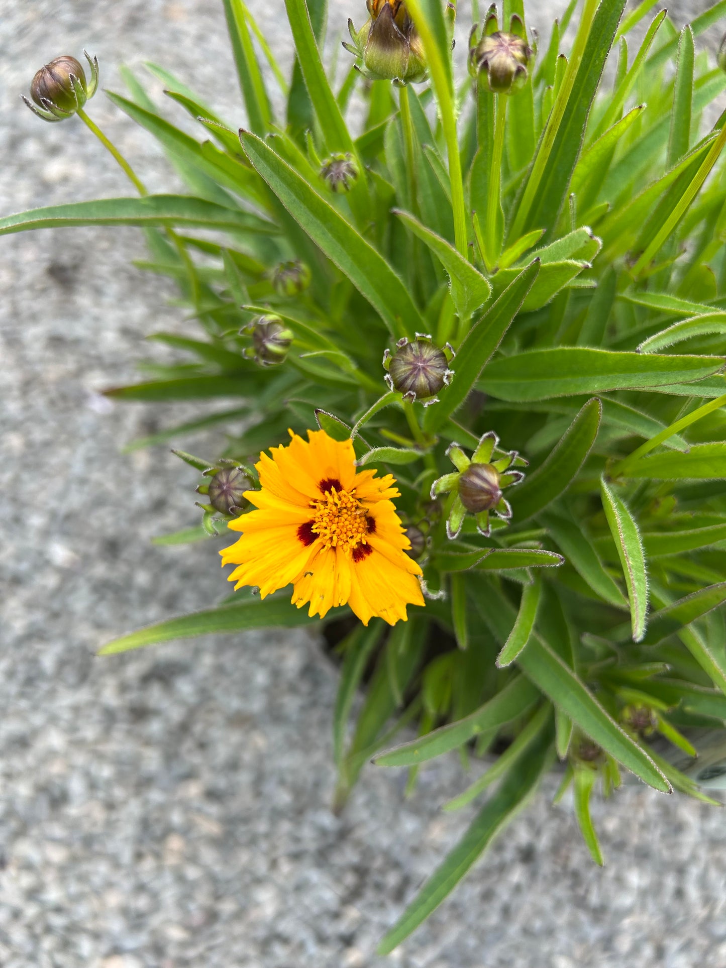 Coreopsis Sunfire 3ltr