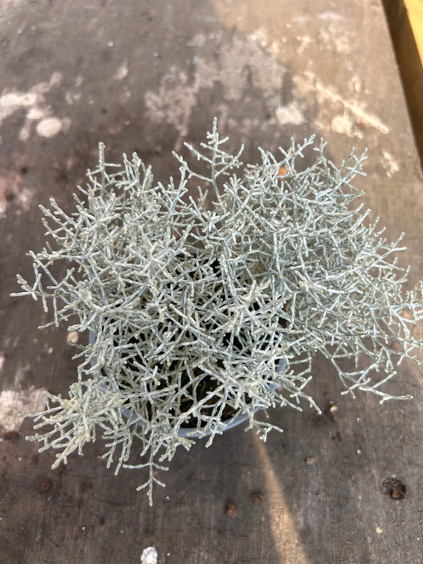 Leucophyta brownii 10.5cm