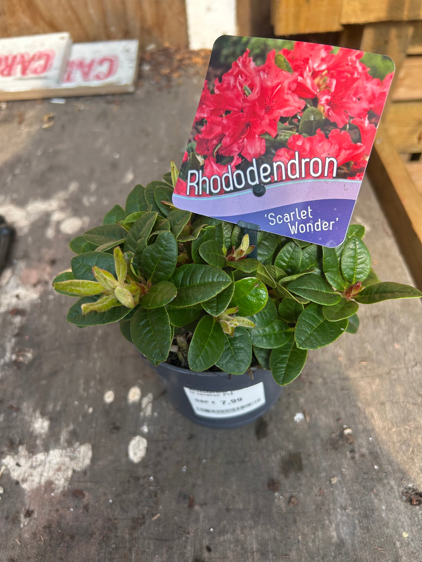 Rhododendron Scarlet Wonder 13cm pot