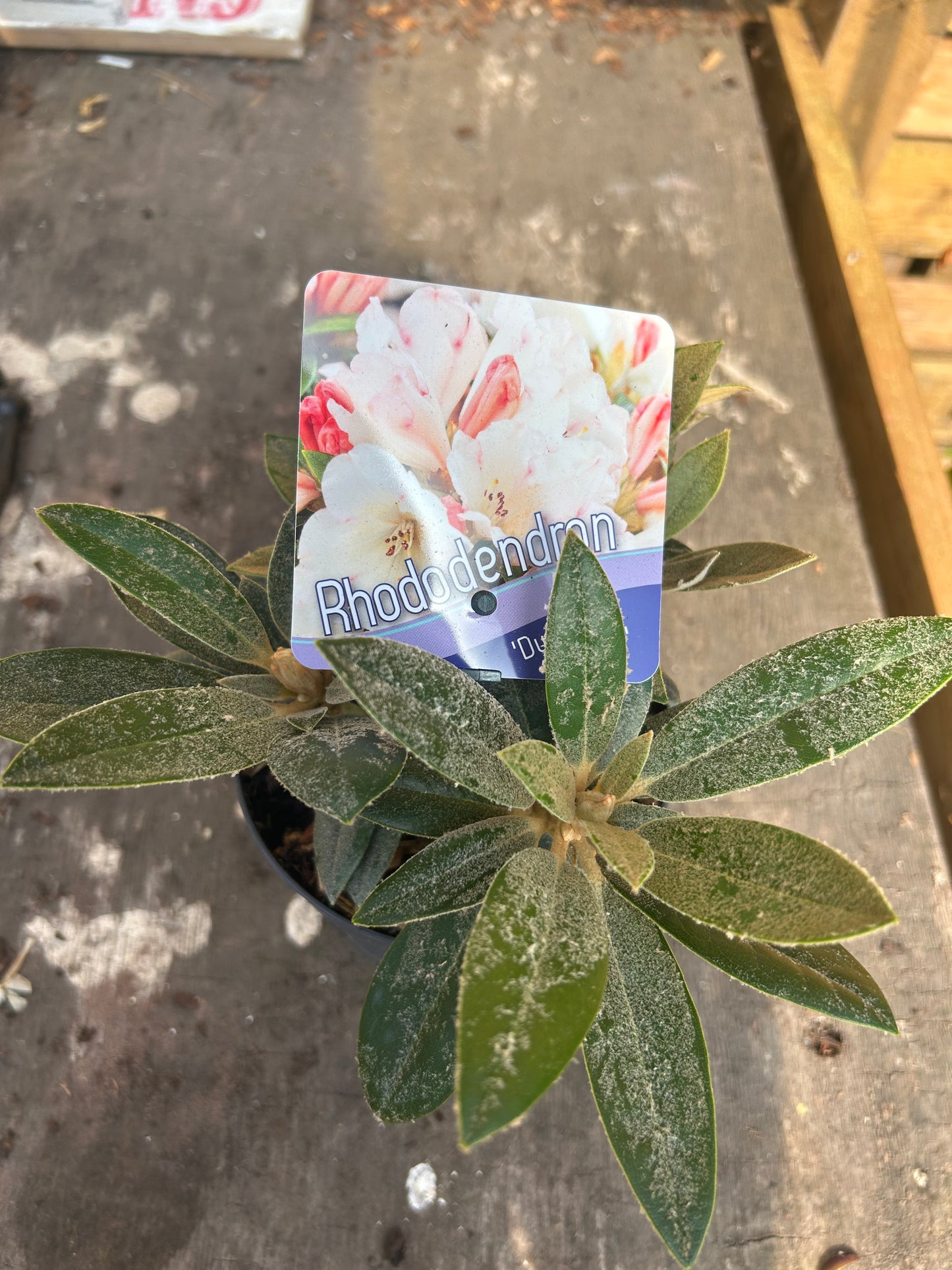 Rhododendron Dusty Miller 13cm pot