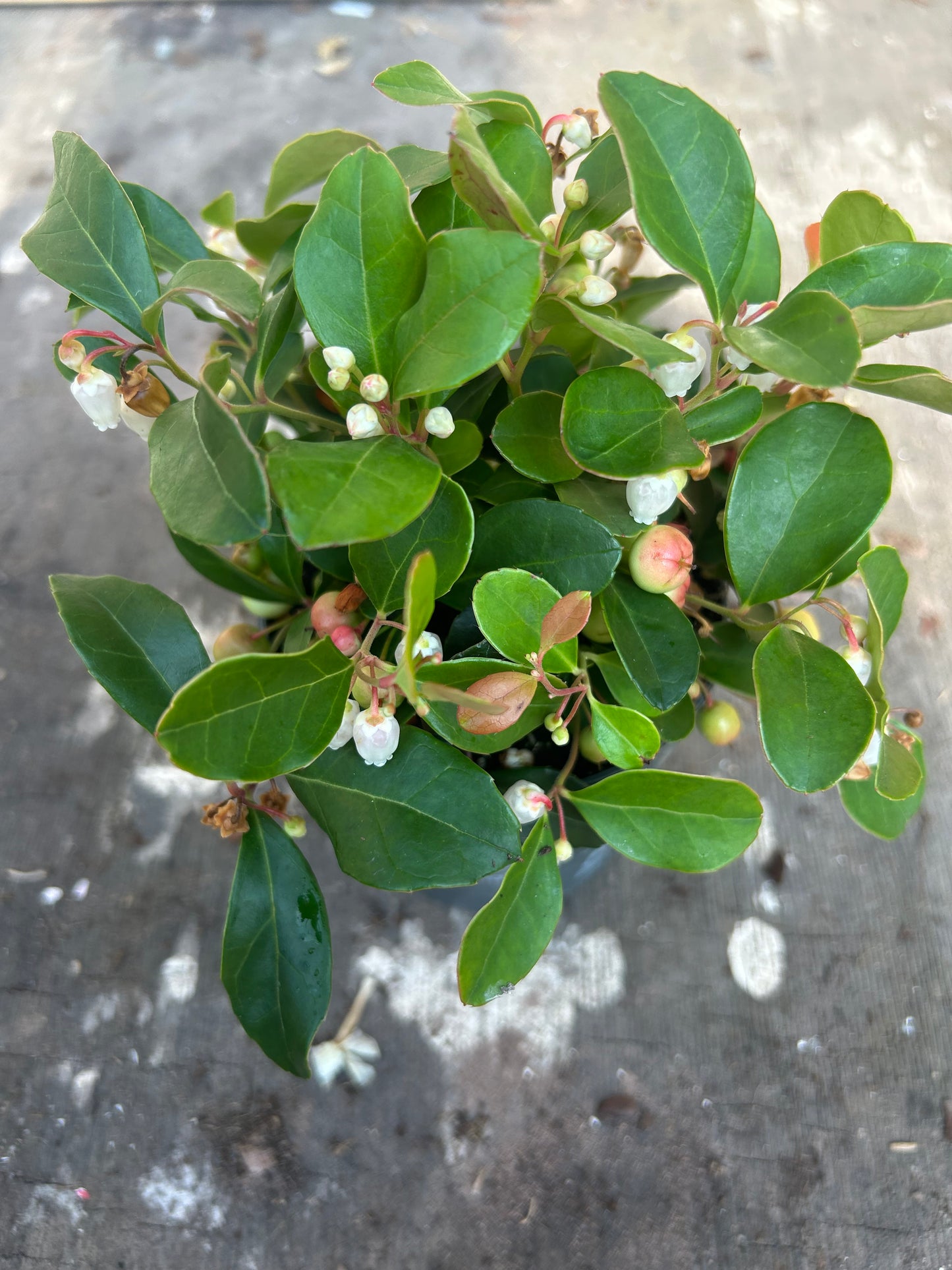 Gaultheria procumbens 'Big Berry' 10cm pot