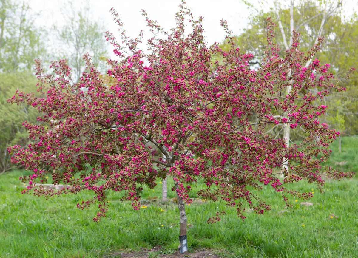 Malus Indian Magic — 12L Container