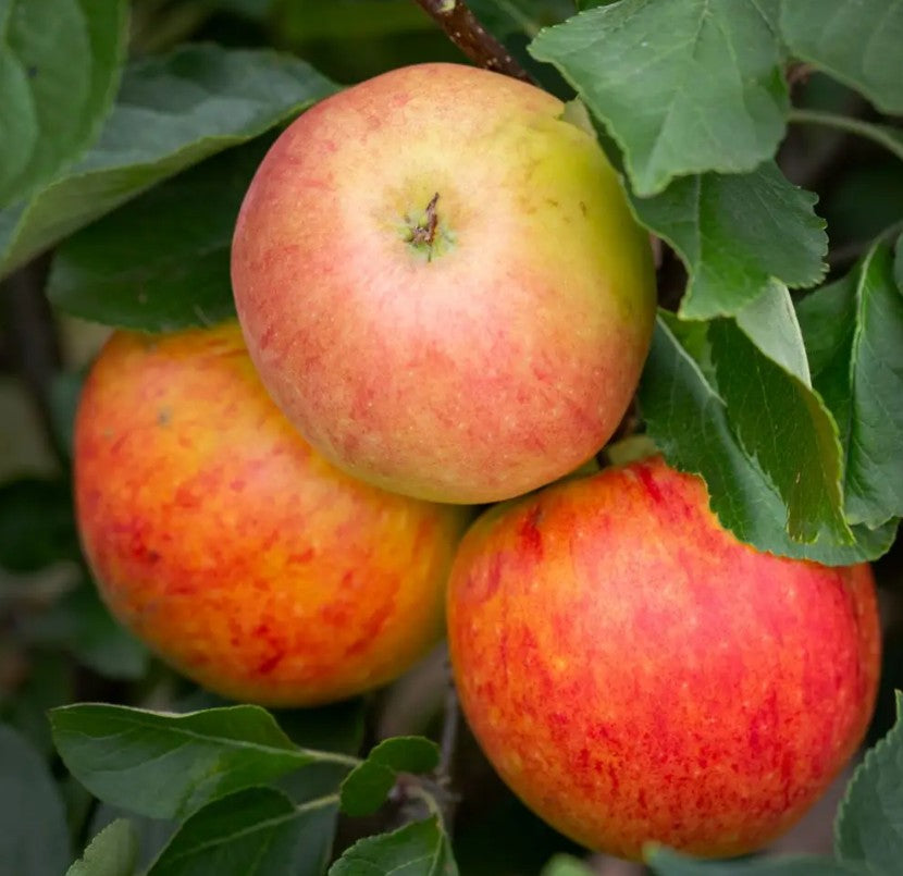 Apple (Malus) James Grieve Patio M26