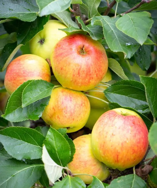 Apple (Malus) James Grieve Patio MM106
