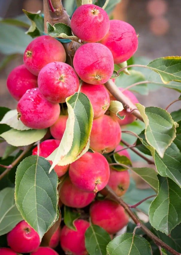 Malus Jelly King — 12L Container