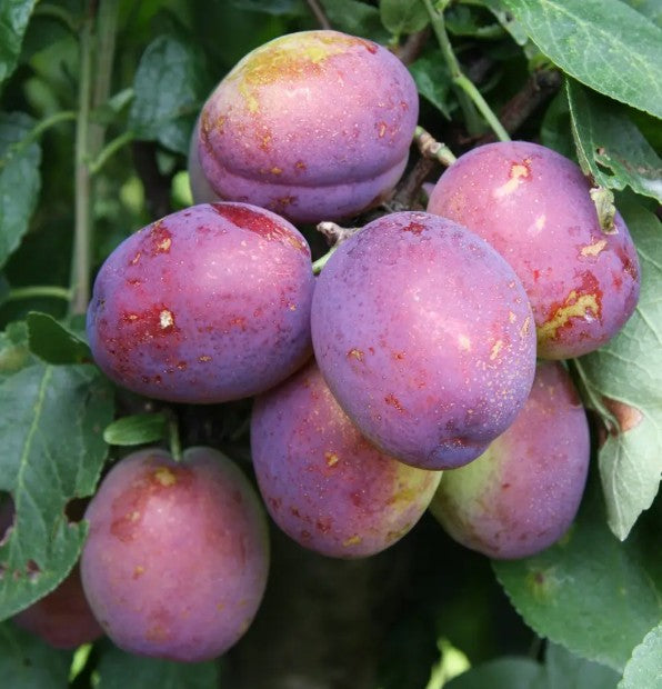 Plum (Prunus) Jubilee 12L