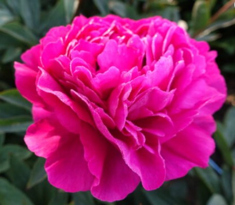 Paeonia lactiflora 'Kansas' 11cm