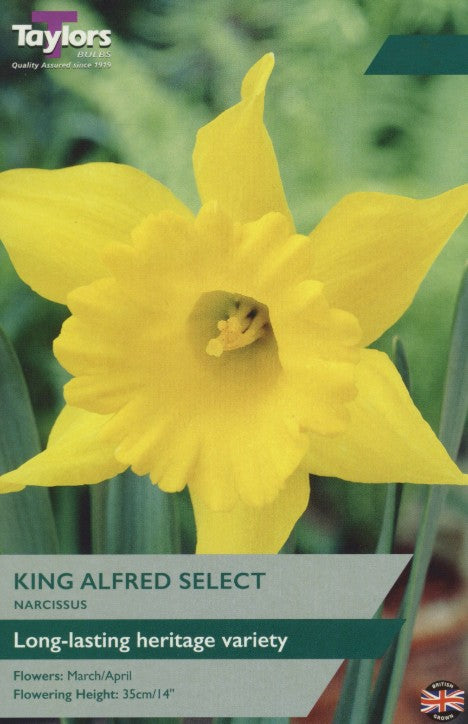 Taylors Bulbs Narcissus 'King Alfred' (7)