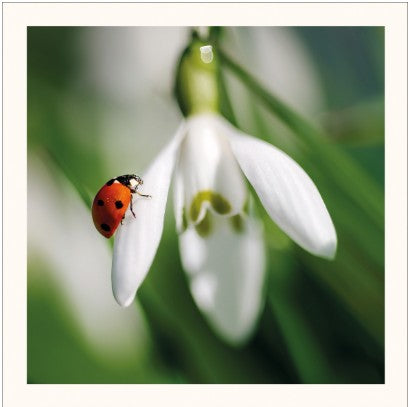 Ladybird & Snowdrop Eco-Card