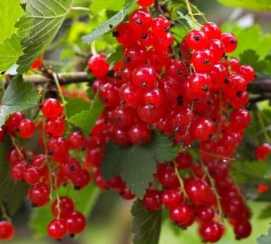 Redcurrant Laxton's 3Ltr