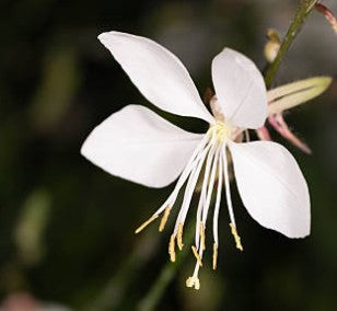 Gaura lindheimeri 2L