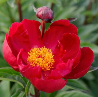 Paeonia lactiflora 'Lord Kitchener' 2ltr