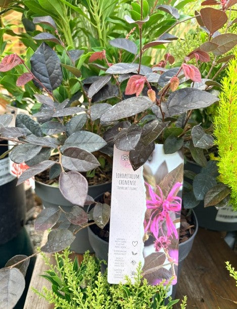 Loropetalum chinensis 'Daybreak Flame' 15cm