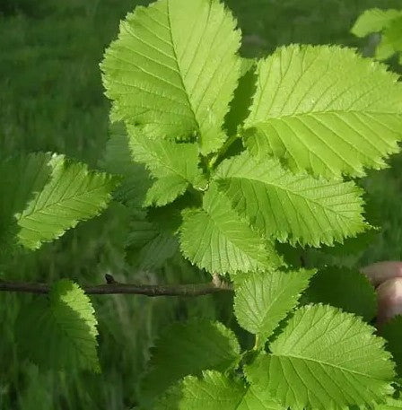 Ulmus Lutece 12L