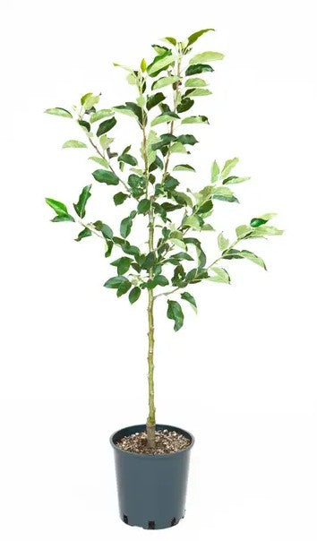 Apple (Malus) Herefordshire Russet® M26