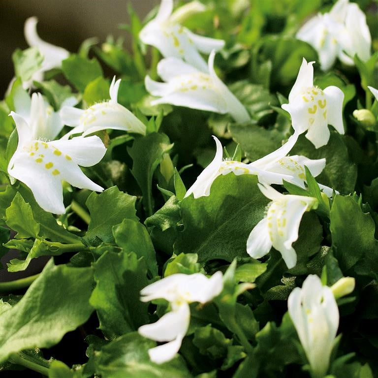 Mazus reptans alba 1L