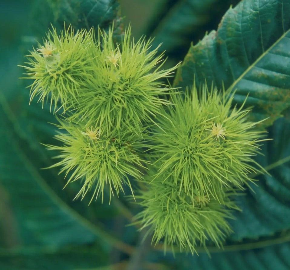 Chestnut (Castanea) Marhlac 12L