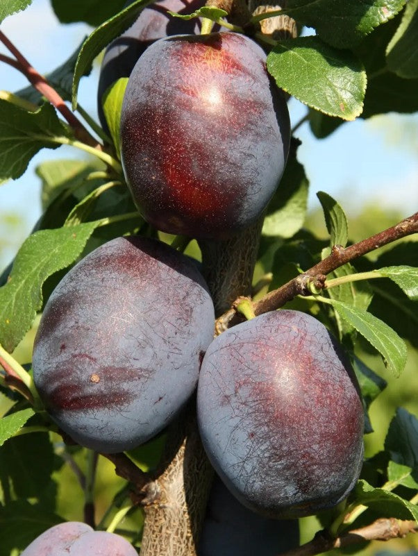 Plum (Prunus) Marjorie's Seedling 12L