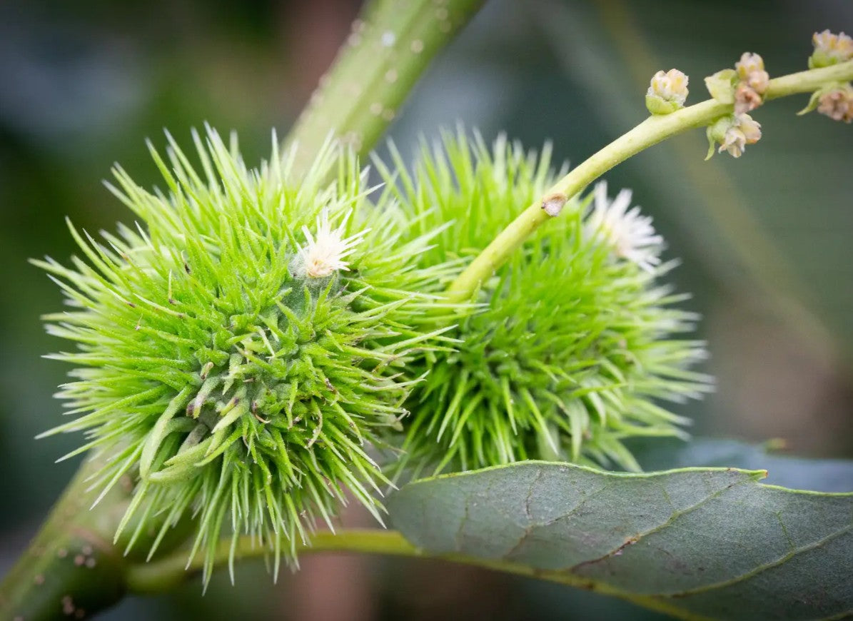 Chestnut (Castanea) Marron de Lyon 12L