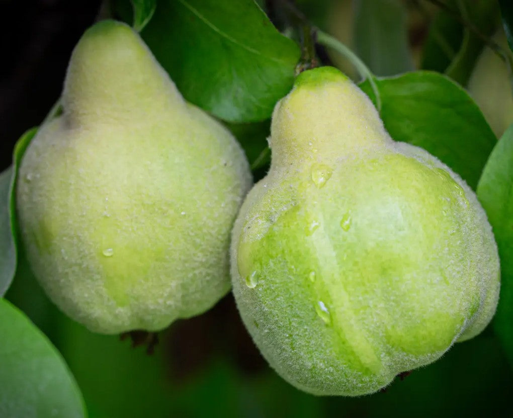 Quince (Cydonia) Meech's Prolific 12L