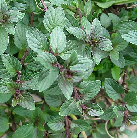 Mint Chocolate Peppermint 1L