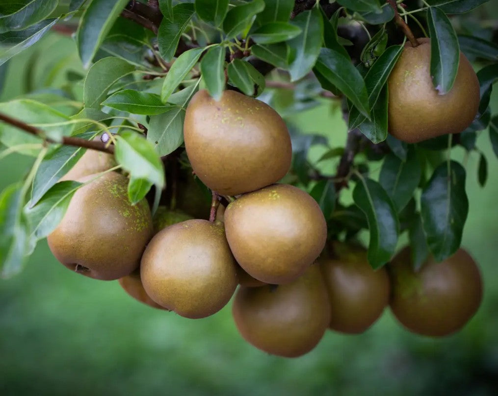 Pear (Pyrus) Winter Nelis 12L