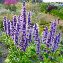 Agastache Blue Fortune 2L with tall deep blue flower spikes and aromatic green leaves at Pengelly Cornwall