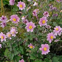 Anemone x hybrida 'Serenade' 2ltr