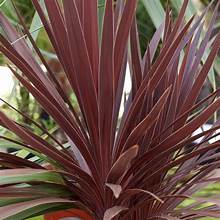 Cordyline australis 'Red Star' 14cm pot