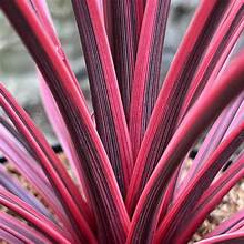 Cordyline australis 'Charlie Boy' P14