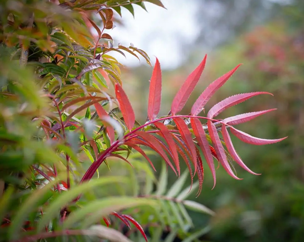 Sorbus ull Olympic Flame™