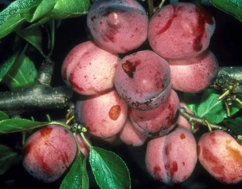 Plum (Prunus) Opal Half Standard