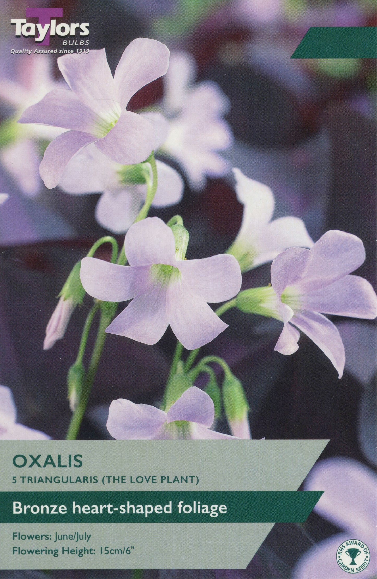 Clump of Oxalis with clover-like trifoliate leaves and small pink flowers, ornamental garden plant