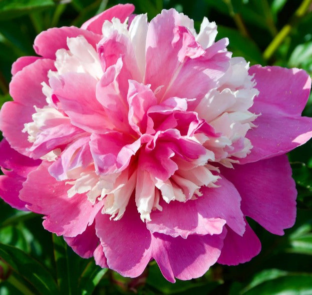 Paeonia edulis 'Superba'