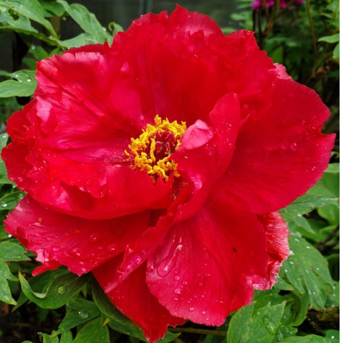 Paeonia suffruticosa Red P32