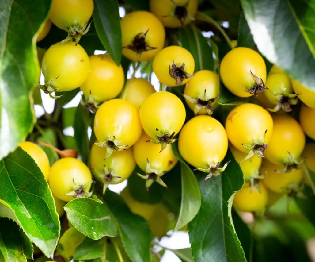 Malus Comtesse de Paris — 12L Container