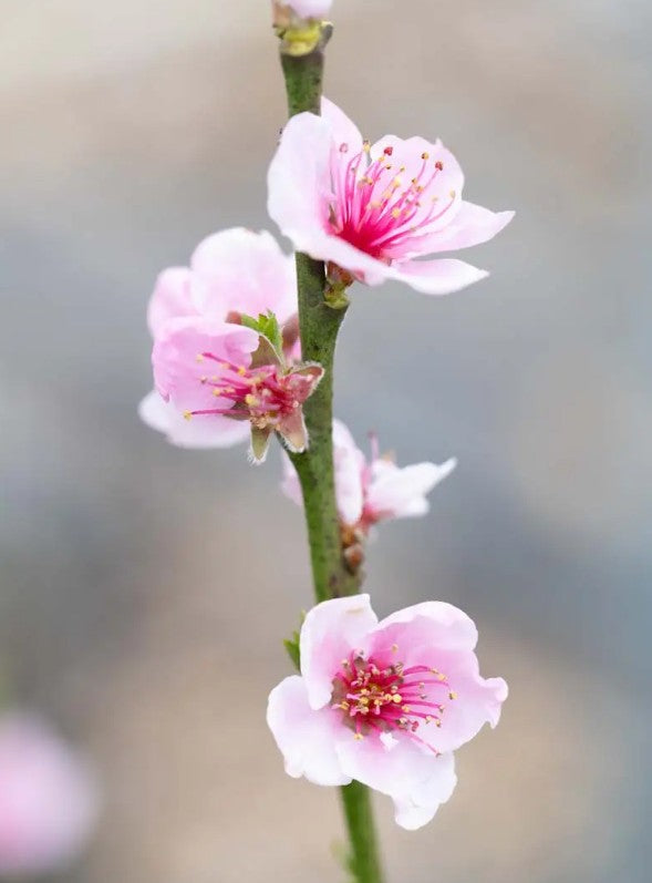Peach (Prunus) Peregrine 7L