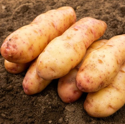 Seed Potato Pink Fir Apple
