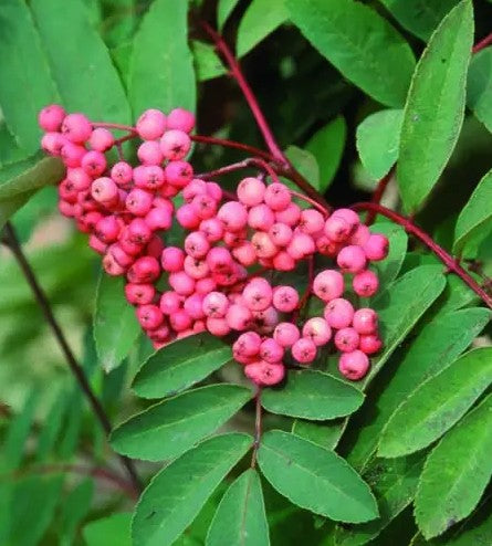 Sorbus Pink Ness