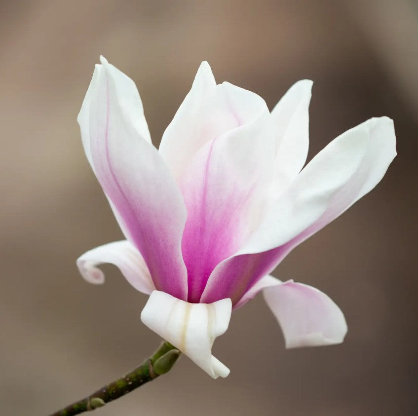 Magnolia Rebeccas Perfume (Light Pink) — 12L Container