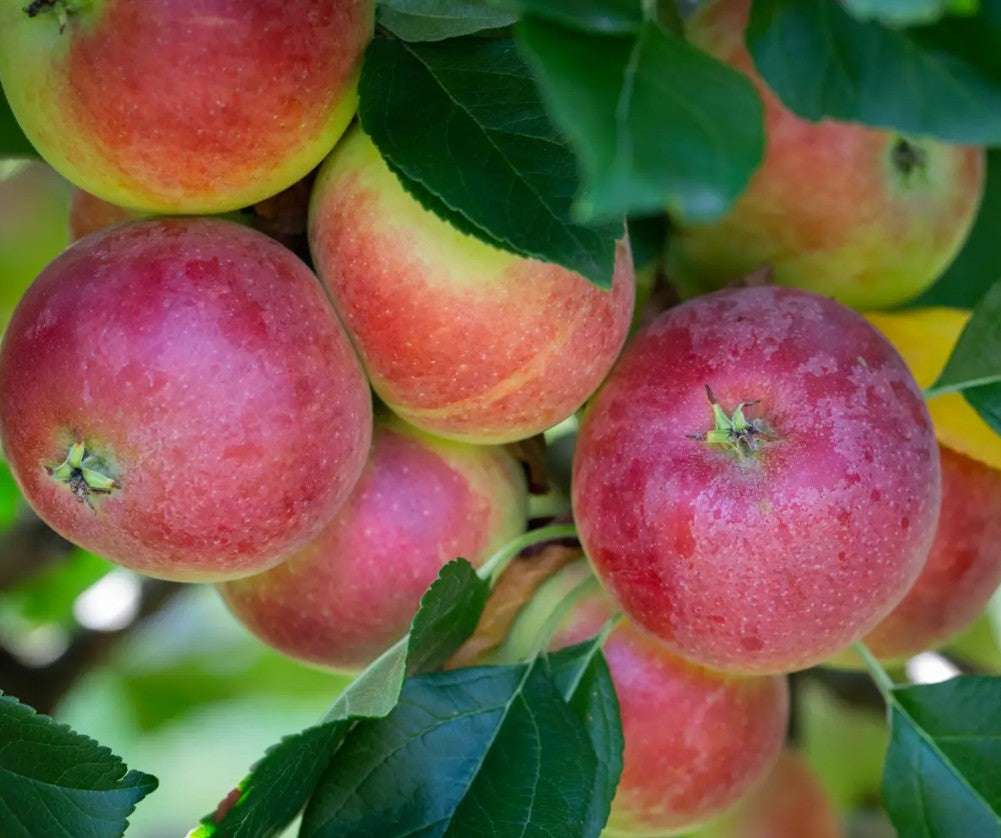 Apple (Malus) Red Devil Half Standard MM106
