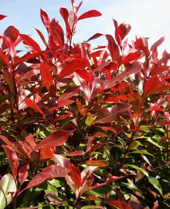 Photinia x fra Red Robin — 12L Container